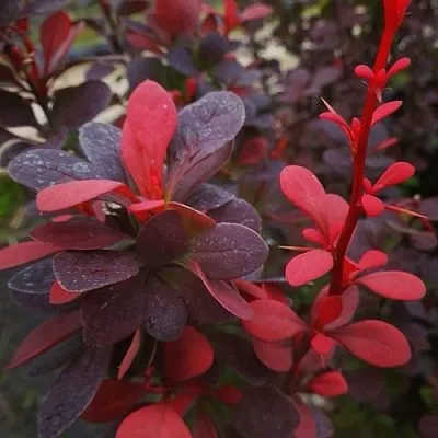 Барбарис РЕД ПИЛЛАР тунберга в Омске