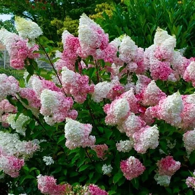 Гортензия  Гортензия в Омске