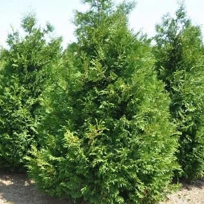 Туя ВАКСЕН западная  Туя ВАКСЕН западная в Омске