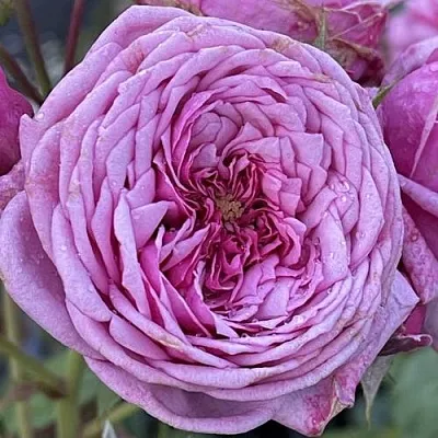 Саженцы роз ДЬЮРАНС АНСЬОН шраб  Саженцы роз ДЬЮРАНС АНСЬОН шраб в Омске