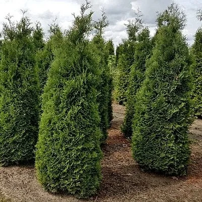 Туя ХОЛМСТРУП западная  Туя ХОЛМСТРУП западная в Омске