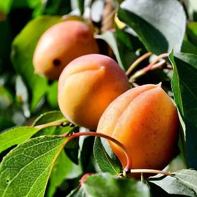 Абрикос БАЙ в Омске