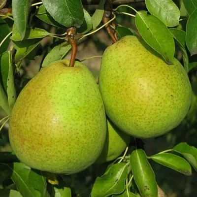 Груша НАЙТ-ВЕРТ колонновидная  Груша НАЙТ-ВЕРТ колонновидная в Омске