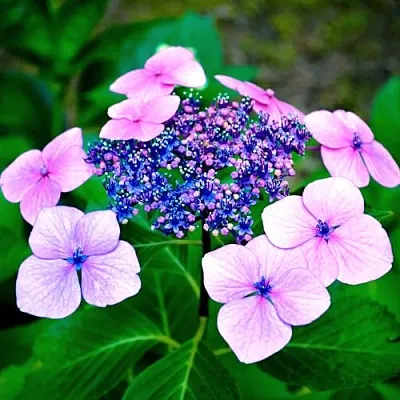 Гортензия БЛЮБЕРД пильчатая  Гортензия БЛЮБЕРД пильчатая в Омске