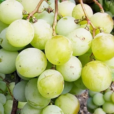 Виноград КЕША МУСКАТ  Виноград КЕША МУСКАТ в Омске