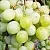 Виноград КЕША МУСКАТ в Омске