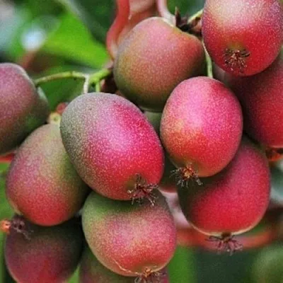 Актинидия ВЕЙКИ аргута  Актинидия ВЕЙКИ аргута в Омске