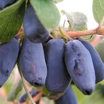 Жимолость съедобная ЛАКОМКА в Омске