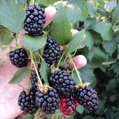 Ежевика ОУАЧИТА бесшипная — описание сорта Ежевика ОУАЧИТА бесшипная в Омске