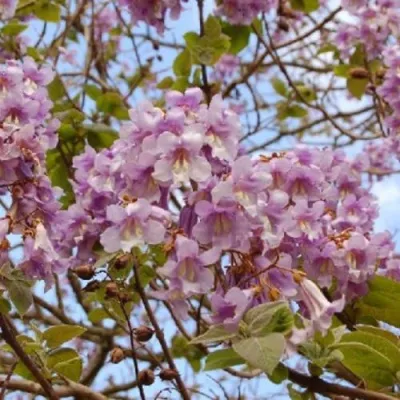 Павлония ПАО ТОГН Z07 — описание сорта Павлония ПАО ТОГН Z07 в Омске