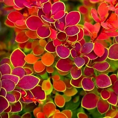 Барбарис ОРАНЖ САНРАЙЗ тунберга в Омске