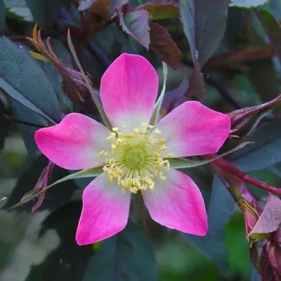 Саженцы роз сизая — описание сорта Саженцы роз сизая в Омске