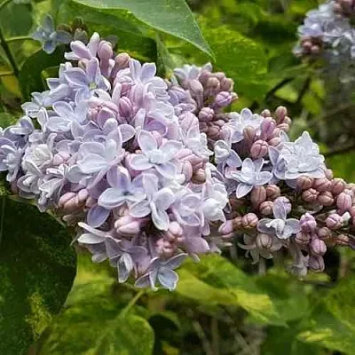 Сирень АУКУБАФОЛИЯ  Сирень АУКУБАФОЛИЯ в Омске