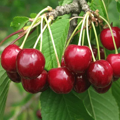 Черешня ГРОНКОВАЯ  Черешня ГРОНКОВАЯ в Омске