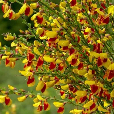 Ракитник  Ракитник в Омске