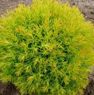 Туя АННИЕК западная  Туя АННИЕК западная в Омске