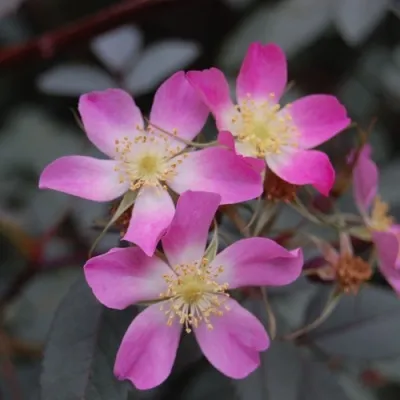 Саженцы роз сизая — описание сорта Саженцы роз сизая в Омске