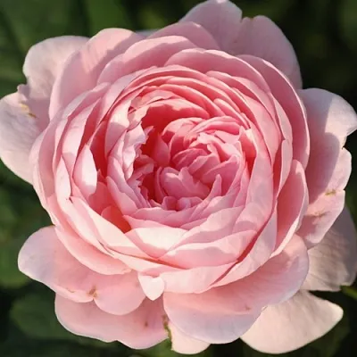 Саженцы роз КУИН ОФ СУИДЕН английская  Саженцы роз КУИН ОФ СУИДЕН английская в Омске