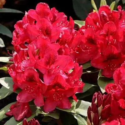 Рододендрон МАТАДОР  Рододендрон МАТАДОР в Омске