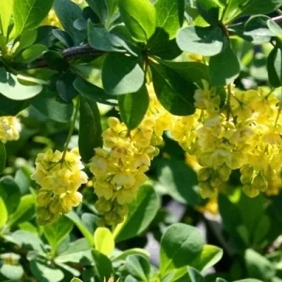 Барбарис ИНДИАН САММЕР   Барбарис ИНДИАН САММЕР  в Омске