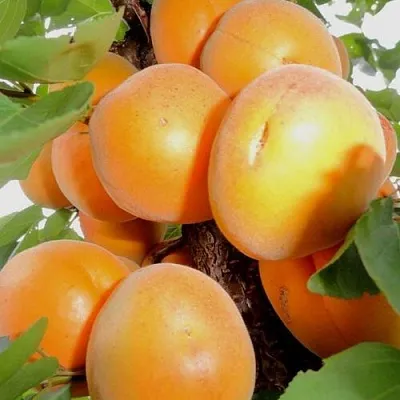 Абрикос ДЕСЕРТНЫЙ в Омске