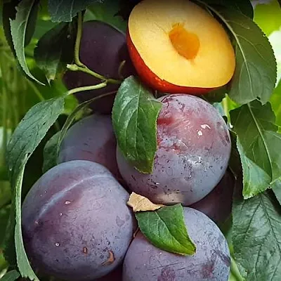 НЕКТАПРИУМ  НЕКТАПРИУМ в Омске