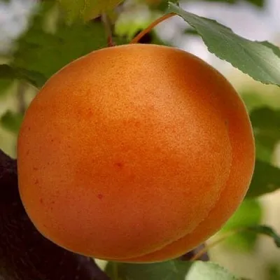 Абрикос ОЛИМП в Омске