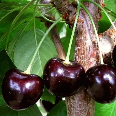 Черешня ДОНЕЦКИЙ УГОЛЁК  Черешня ДОНЕЦКИЙ УГОЛЁК в Омске