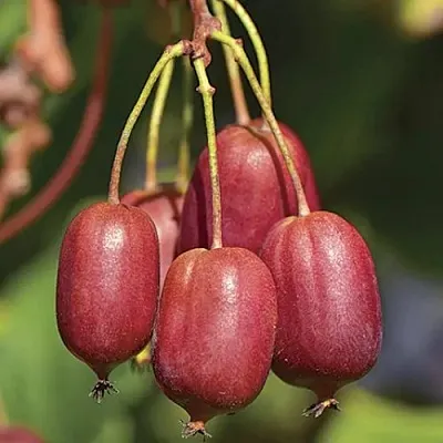 Актинидия СКАРЛЕТ СЕПТЕМБЕР аргута  Актинидия СКАРЛЕТ СЕПТЕМБЕР аргута в Омске