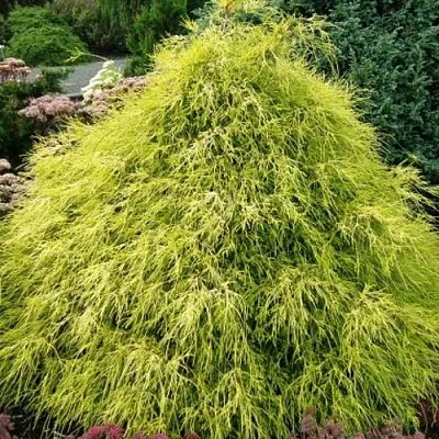 Кипарисовик ФИЛИФЕРА АУРЕА горохоплодный в Омске