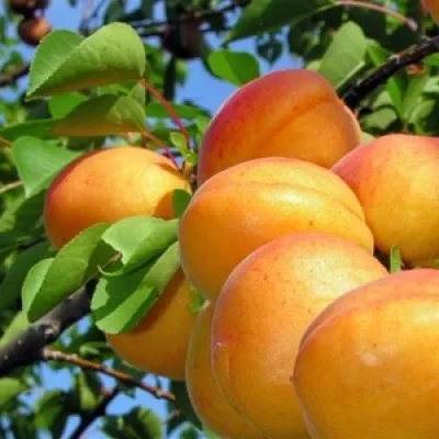 Абрикос ЭДЕЛЬВЕЙС в Омске