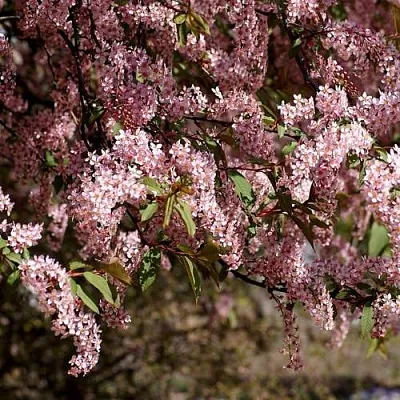Черемуха  Черемуха в Омске
