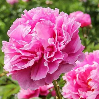 Пион АЛЕКСАНДР ФЛЕМИНГ травянистый  Пион АЛЕКСАНДР ФЛЕМИНГ травянистый в Омске