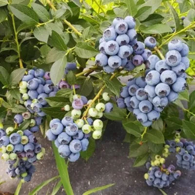 Голубика ОСОРНО — описание сорта Голубика ОСОРНО в Омске