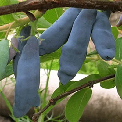 Жимолость съедобная ЛЕНИНГРАДСКИЙ ВЕЛИКАН в Омске