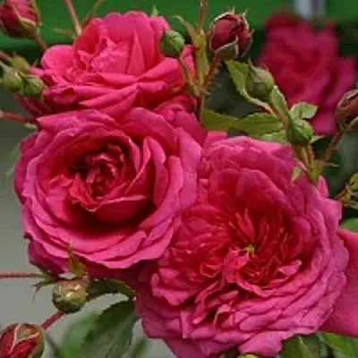 Саженцы роз ЛАГУНА плетистая  Саженцы роз ЛАГУНА плетистая в Омске