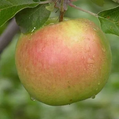 Яблоня БРЯНСКОЕ ЗОЛОТИСТОЕ  Яблоня БРЯНСКОЕ ЗОЛОТИСТОЕ в Омске