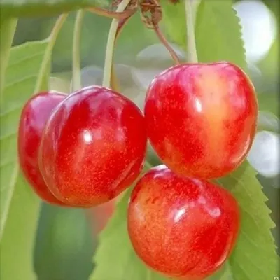 Черешня БРЯНСКАЯ РОЗОВАЯ — описание сорта Черешня БРЯНСКАЯ РОЗОВАЯ в Омске