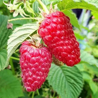 Малина ПШЕХИБА  Малина ПШЕХИБА в Омске