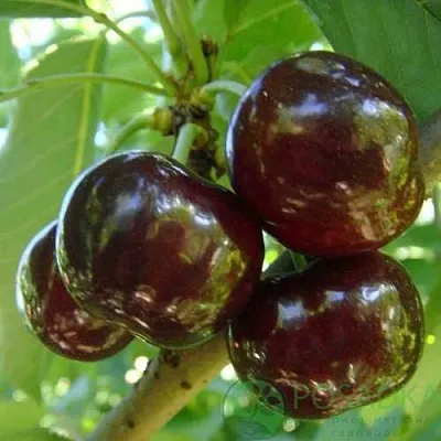 Черешня СВИТХАРТ  Черешня СВИТХАРТ в Омске