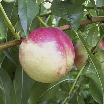 ПИЧЕРИН  ПИЧЕРИН в Омске