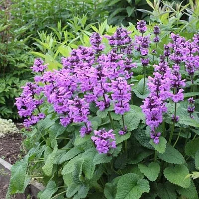 Буквица крупноцветковая  Буквица крупноцветковая в Омске