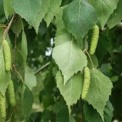 Береза бородавчатая — описание сорта Береза бородавчатая в Омске