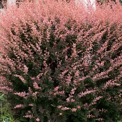 Барбарис РОУЗ ГЛОУ тунберга в Омске