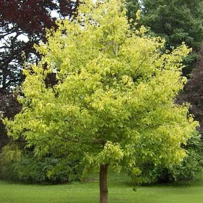 Клен ясенелистный  Клен ясенелистный в Омске