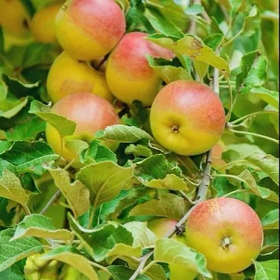 Яблоня ПАМЯТЬ БЛЫНСКОГО колонновидная  Яблоня ПАМЯТЬ БЛЫНСКОГО колонновидная в Омске