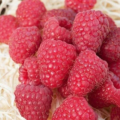 Малина МАРАСТАР в Омске