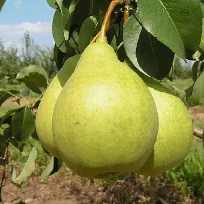 Груша МЕДОВАЯ колонновидная  Груша Медовая Колонновидная в Омске