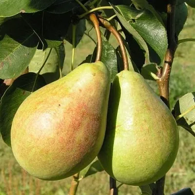 Груша ДУХМЯНАЯ  Груша ДУХМЯНАЯ в Омске