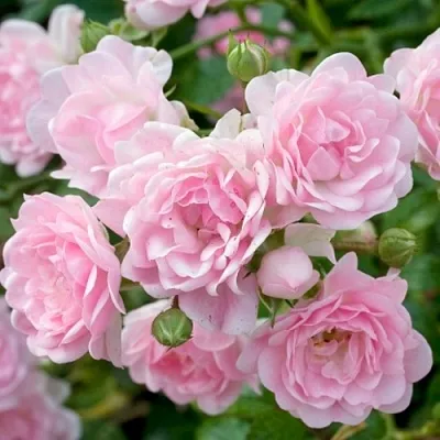 Саженцы роз ЗЕ ФЕЙРИ почвопокровная  Саженцы роз ЗЕ ФЕЙРИ почвопокровная в Омске